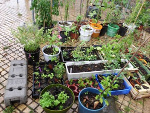 Utopiastadtgarten (2)